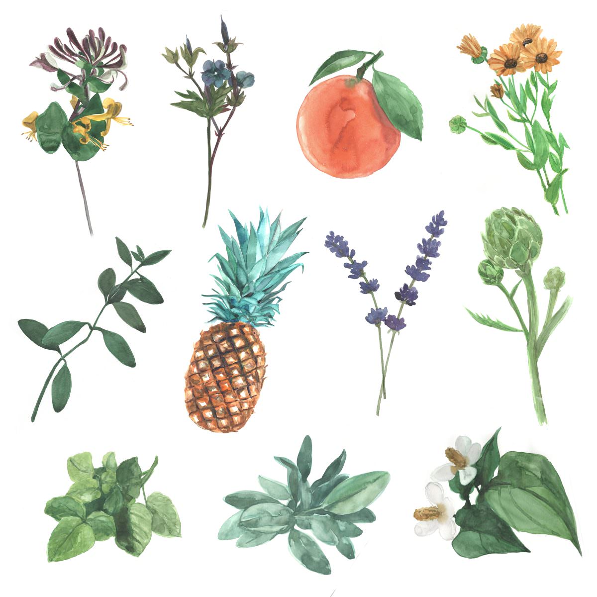 鈴木ハーブ研究所