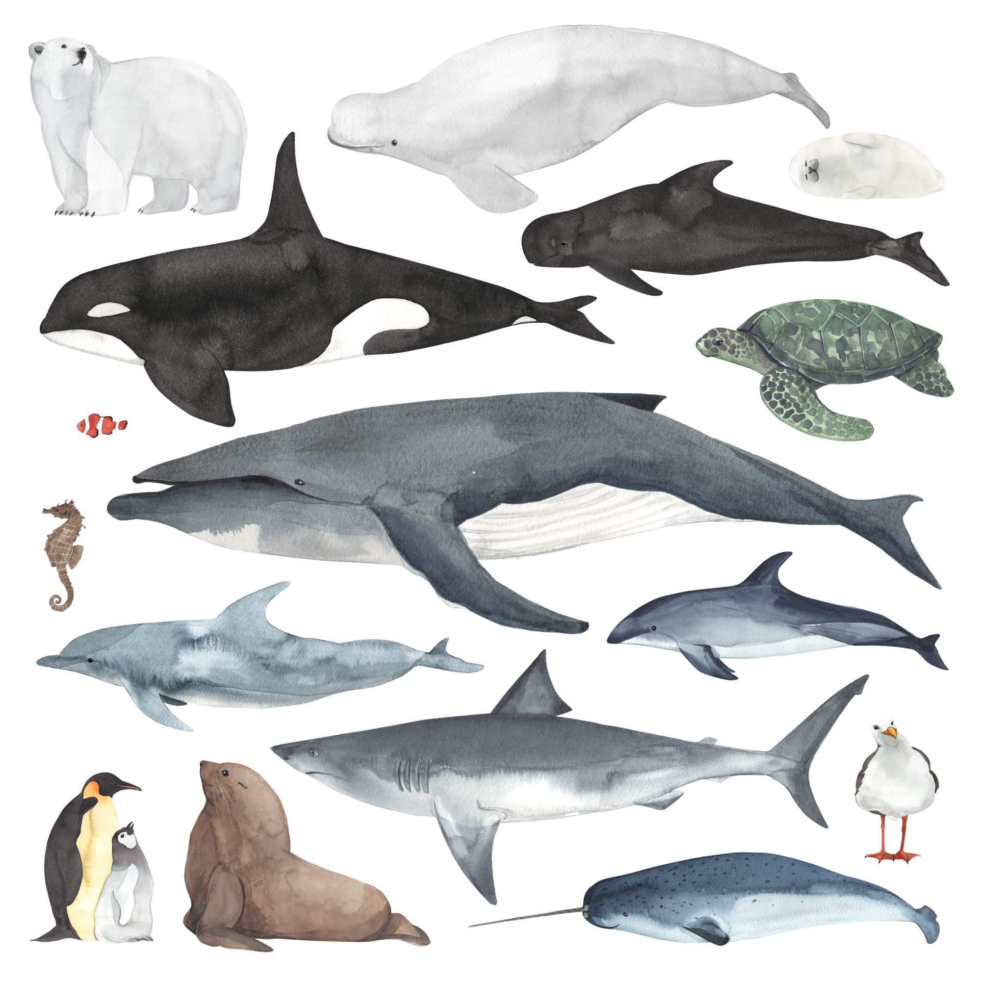 sea animals